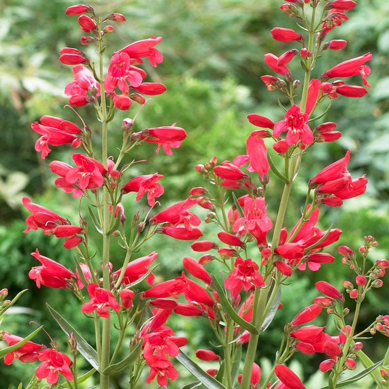 Red Riding Hood Penstemon