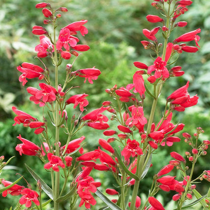 Red Riding Hood Penstemon
