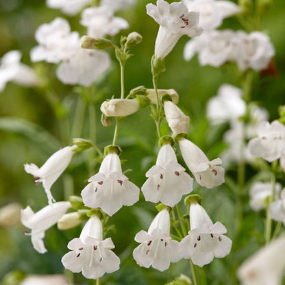 Penstemon digitalis
