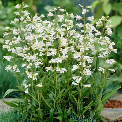Penstemon digitalis