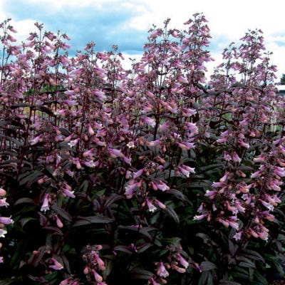 Penstemon Dark Towers