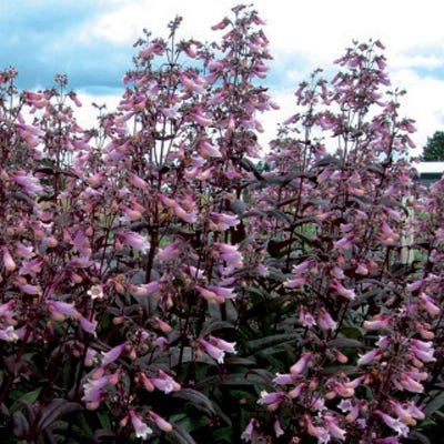 Penstemon Dark Towers
