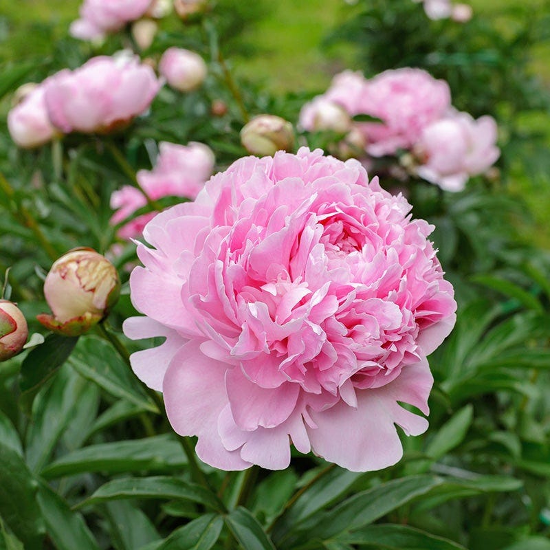 Sarah Bernhardt Peony