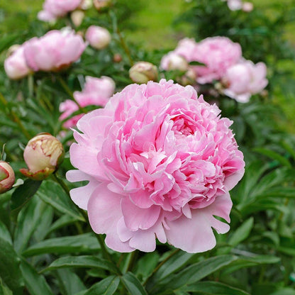 Sarah Bernhardt Peony
