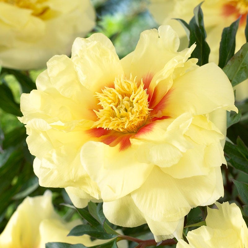 Bartzella Itoh Peony