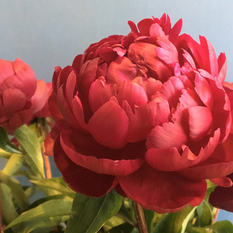 Benjamin Franklin Peony