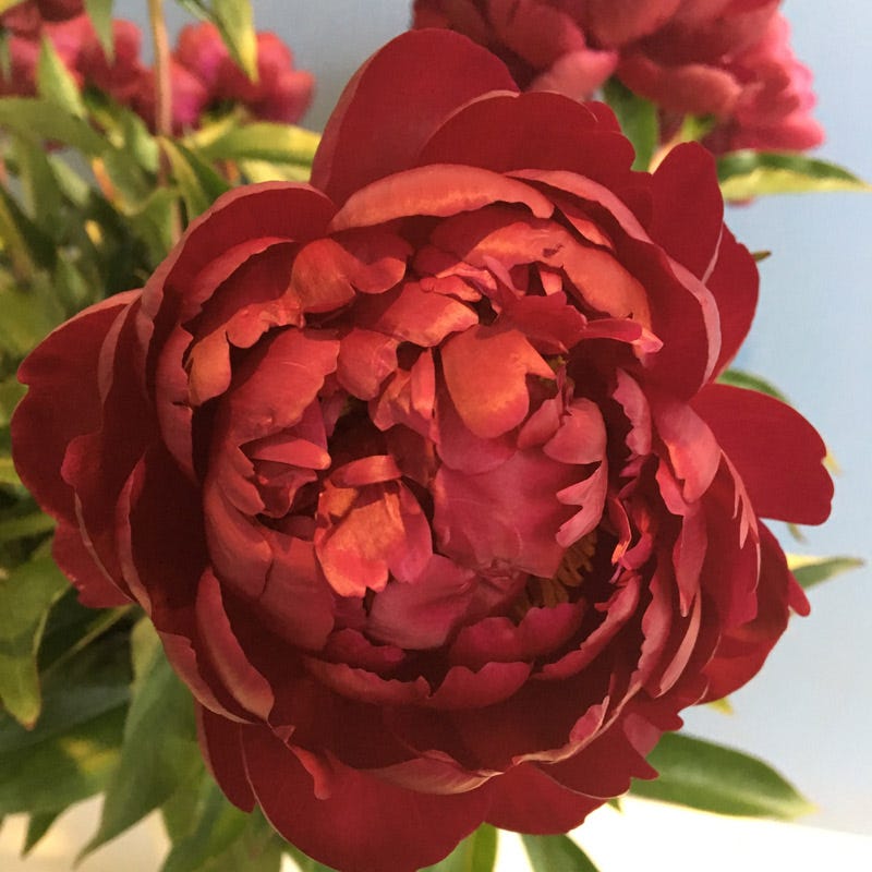 Benjamin Franklin Peony