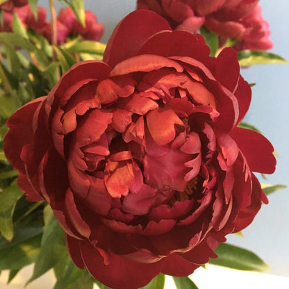 Benjamin Franklin Peony