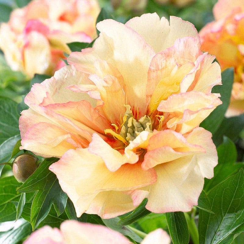 Award Winning Peony Collection
