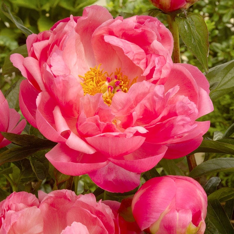 Coral Charm Peony