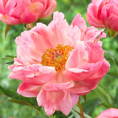 Coral Charm Peony