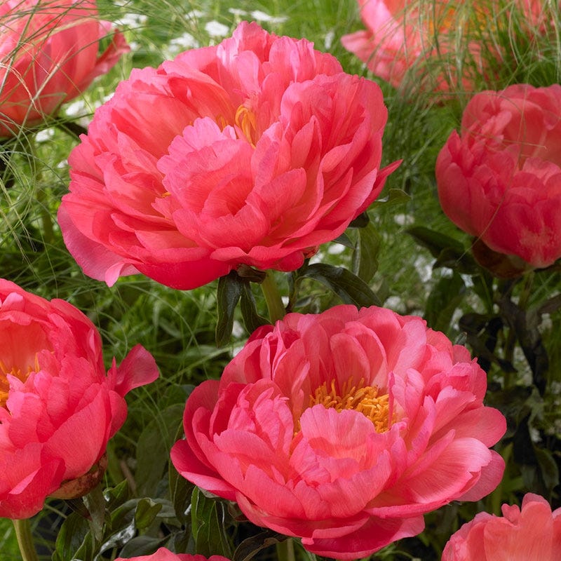 Coral Sunset Peony