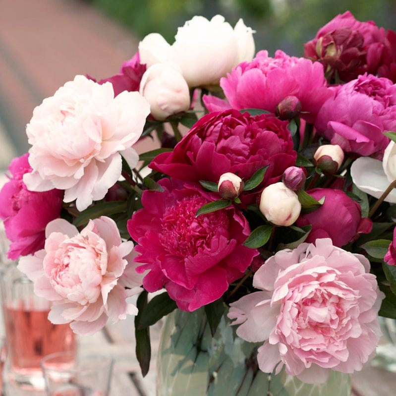 Cotton Candy Peony Mix