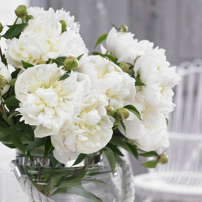 Duchesse de Nemours Peony