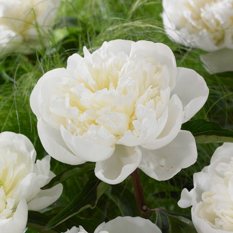 May Mornings Peony Collection