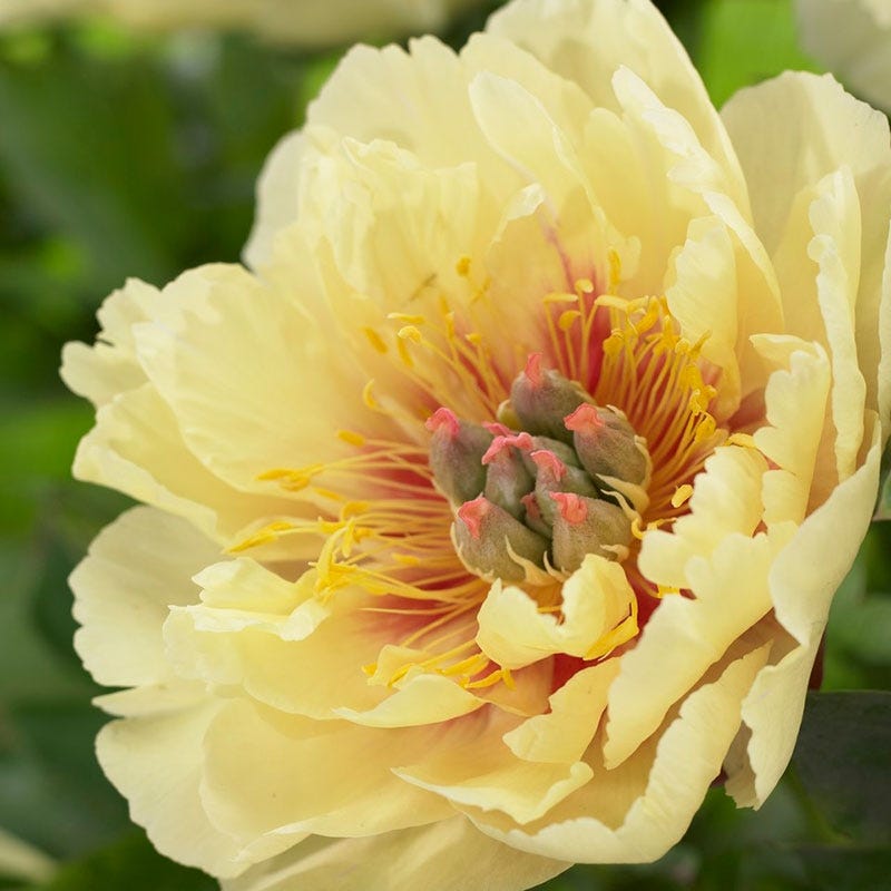 Garden Treasure Itoh Peony