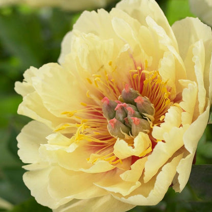 Garden Treasure Itoh Peony
