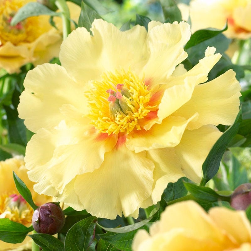 Garden Treasure Itoh Peony