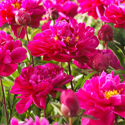 Beautiful Bouquets Pre-Planned Garden