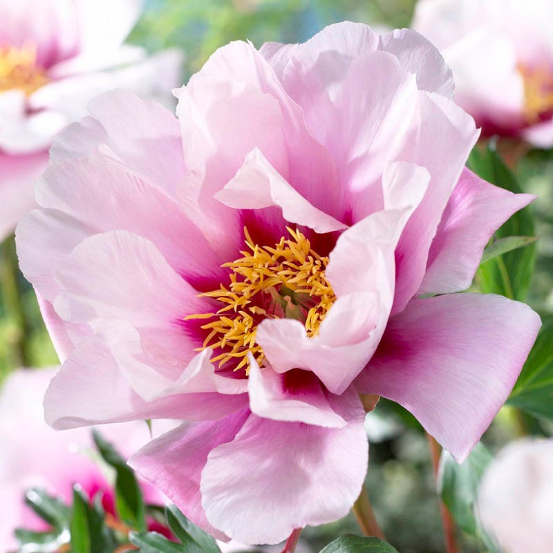 Cora Louise Itoh Peony