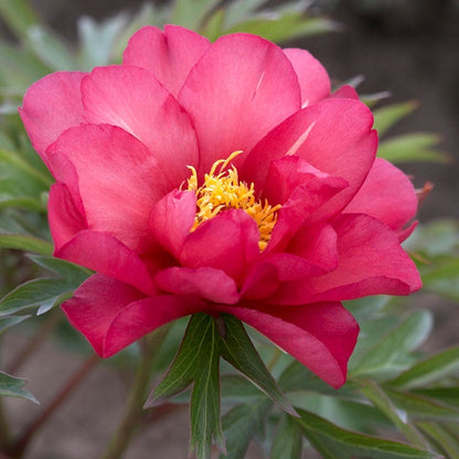 Julia Rose Itoh Peony