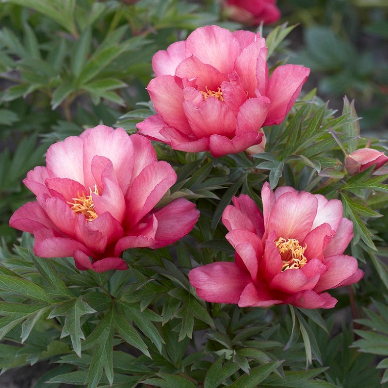 Julia Rose Itoh Peony