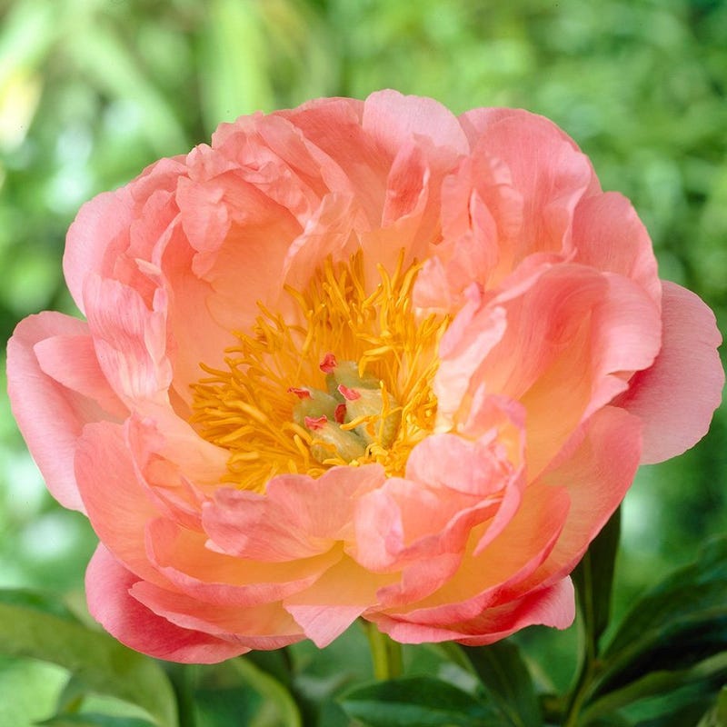 Pink Hawaiian Coral Peony