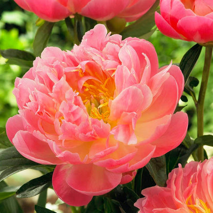 Pink Hawaiian Coral Peony