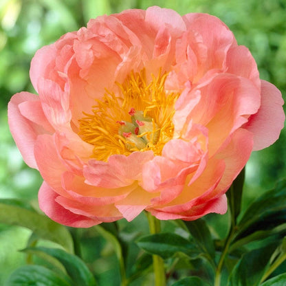 Fragrant Peony Collection