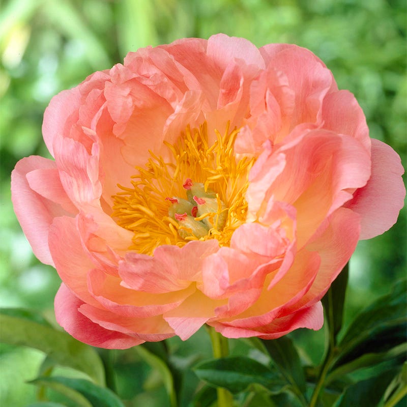 Award Winning Peony Collection