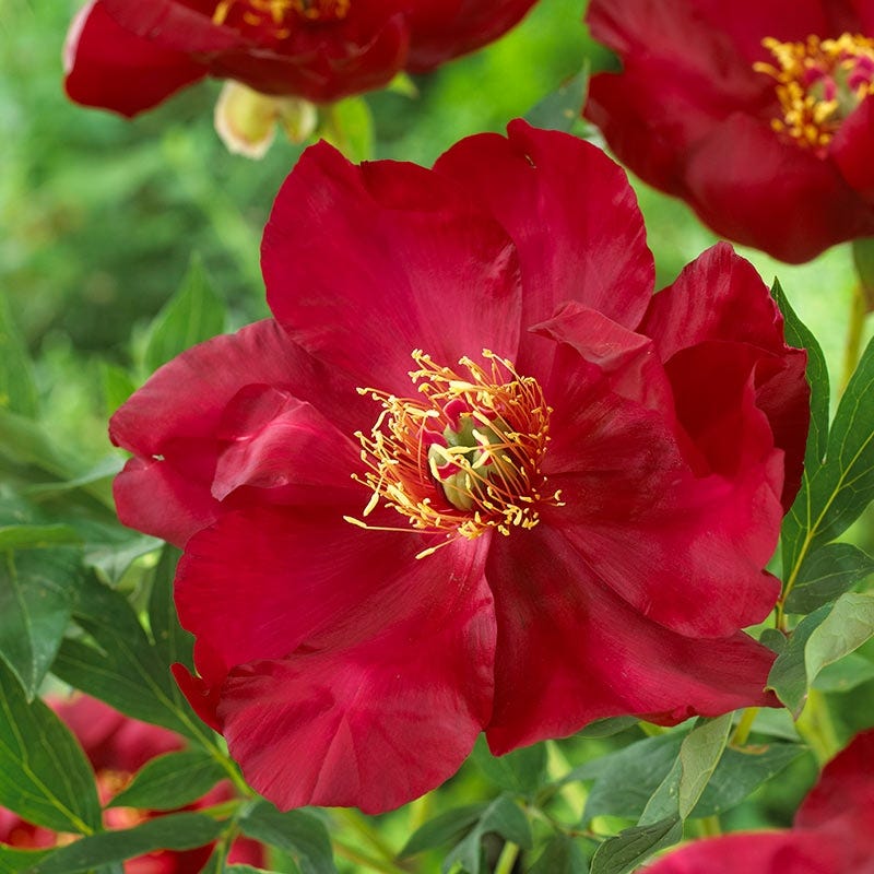 Scarlet Heaven Itoh Peony