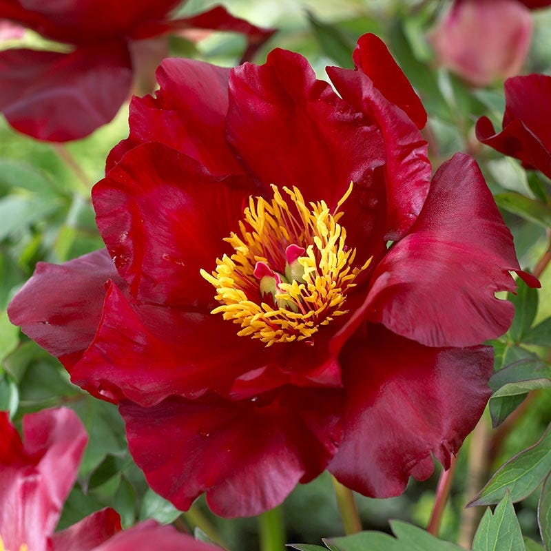 Scarlet Heaven Itoh Peony