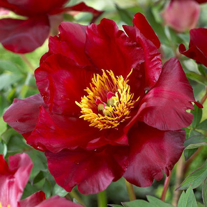 Scarlet Heaven Itoh Peony