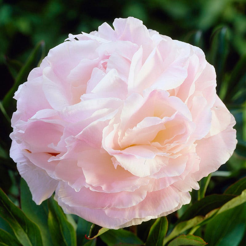 Shirley Temple Peony, Paeonia lactiflora | American Meadows