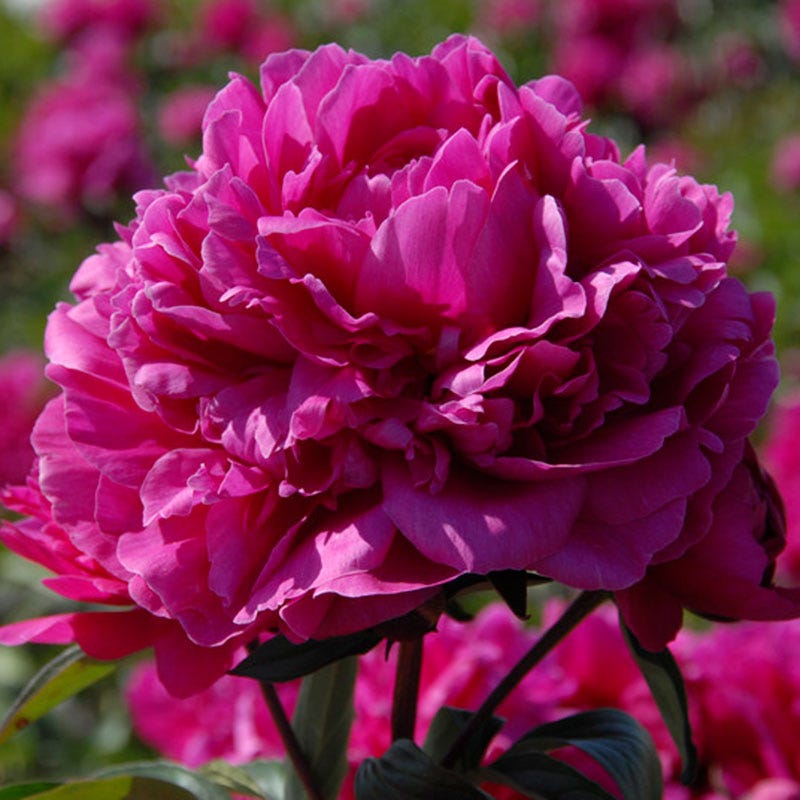 Felix Crousse Peony - Thumbnail 2