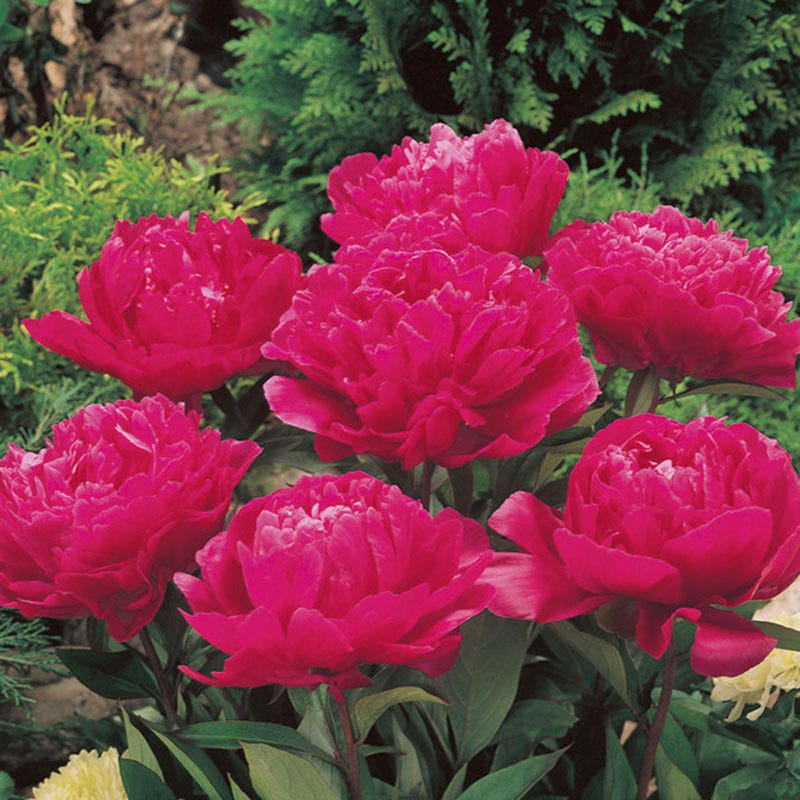 Felix Crousse Peony