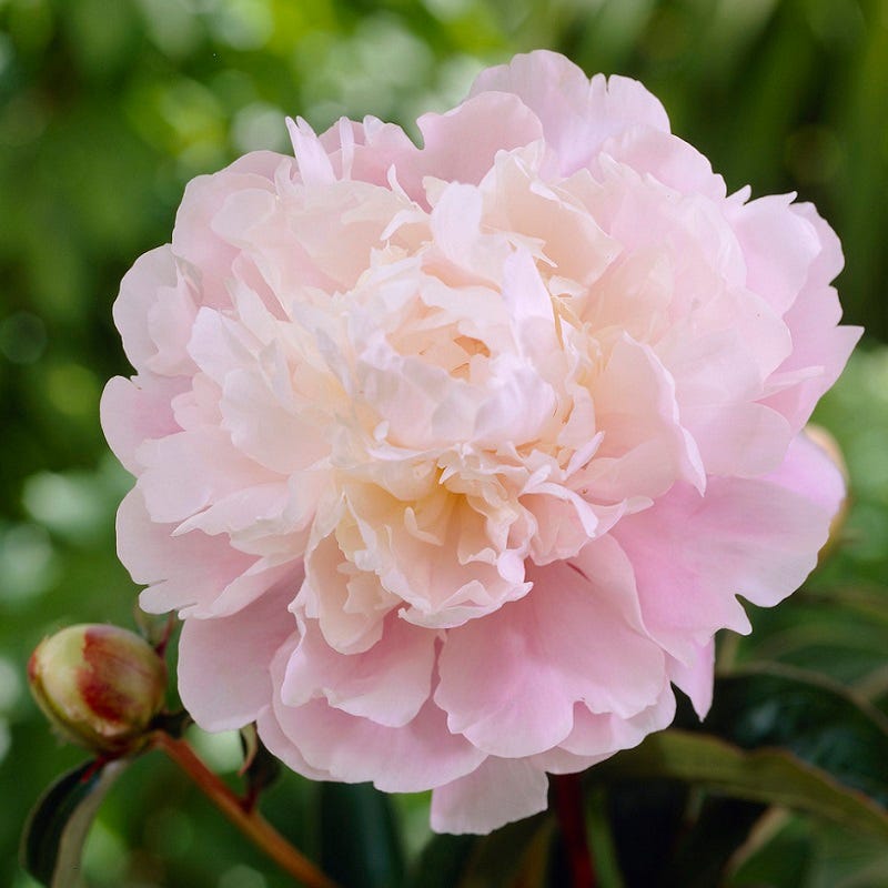 Moon River Peony