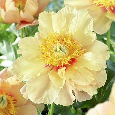 Itoh Peony Prairie Charm