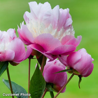 Sorbet Peony