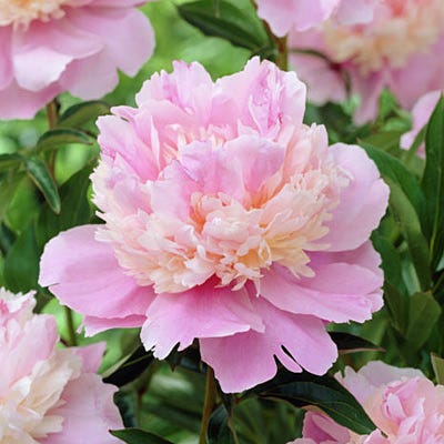 Sorbet Peony