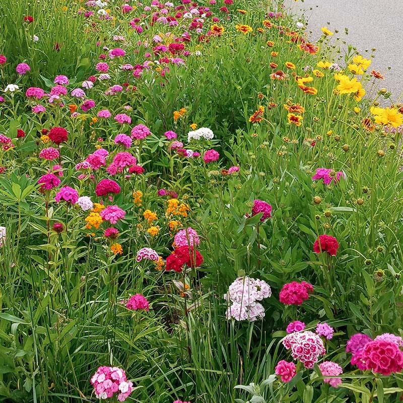 Perennial Curb Appeal Wildflower Seed Mix