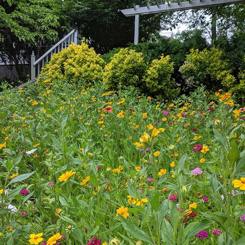Perennial Curb Appeal Wildflower Seed Mix