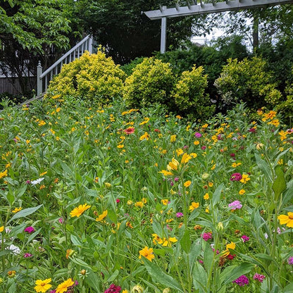 Perennial Curb Appeal Wildflower Seed Mix