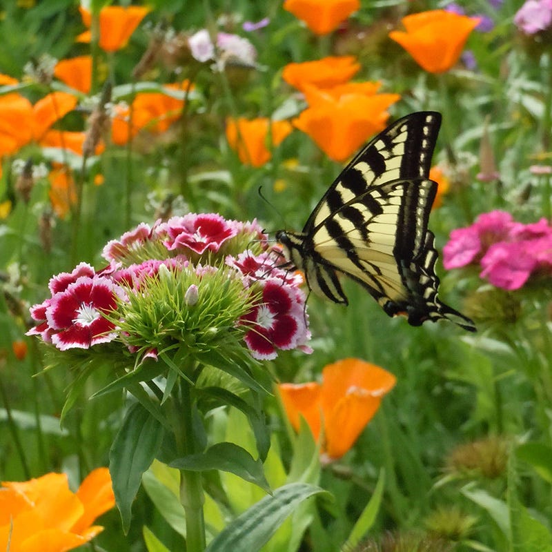wildflower seed spray Perennial Curb Appeal Wildflower Seed Mix