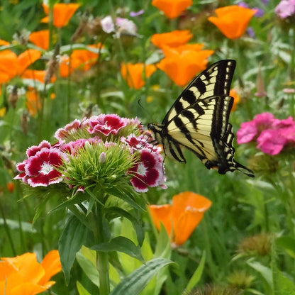 Perennial Curb Appeal Wildflower Seed Mix