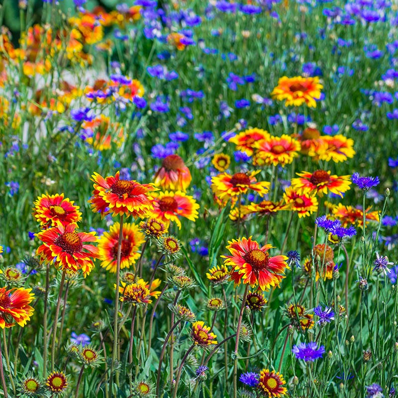 zone 6 wildflower seed mix Perennial Curb Appeal Wildflower Seed Mix