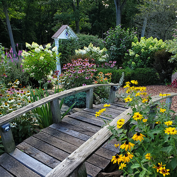 Spring Critter Color Low Maintenance Daylily Collection | American Meadows