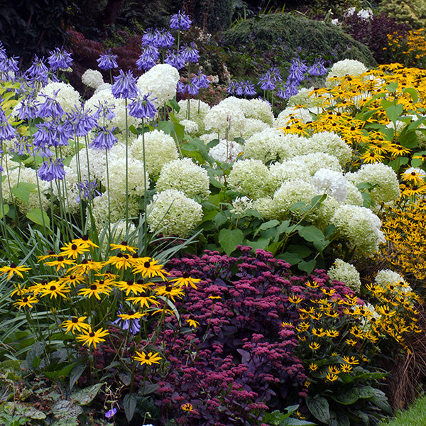 Butterfly Bush Buzz Series Midnight PPAF | American Meadows