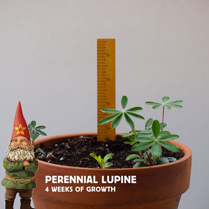lupine plant in pot Perennial Lupine Seeds, Lupinus perennis