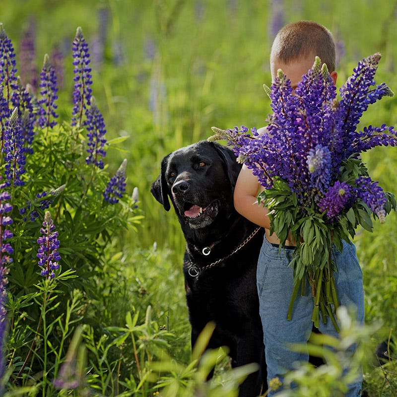 wildflower seeds dog safe Bouquets For Days Perennial Wildflower Seed Collection